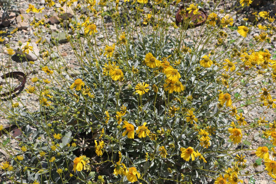jt_flower_006.jpg