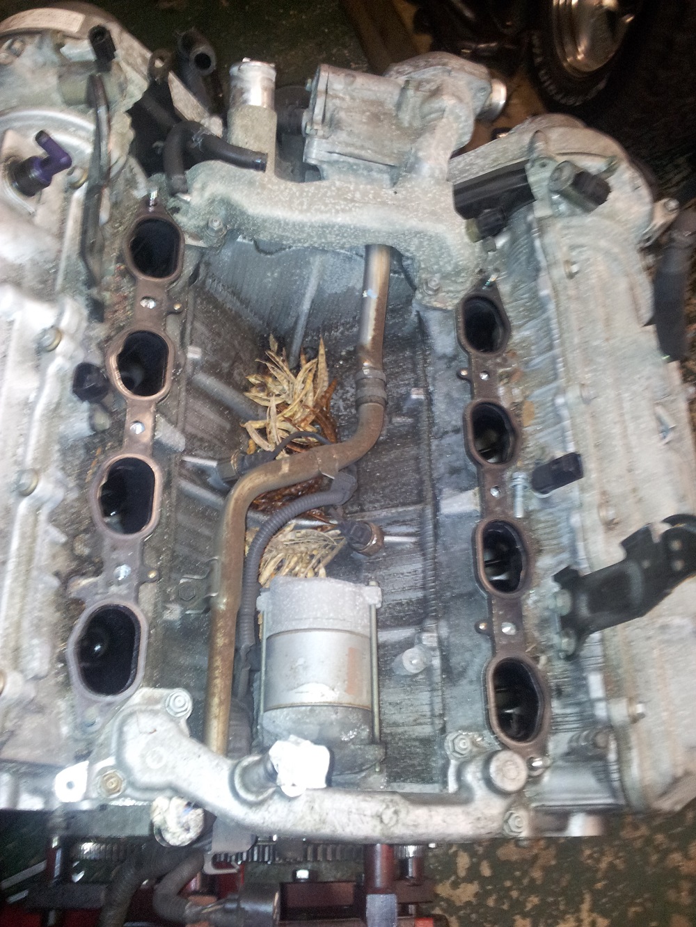 V815.jpg