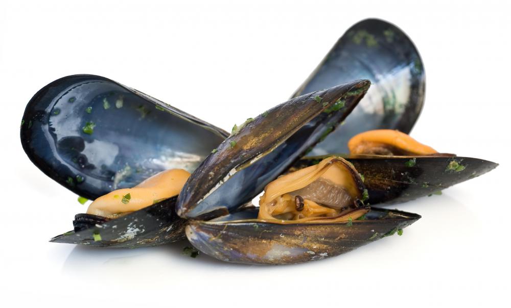 mussels.jpg