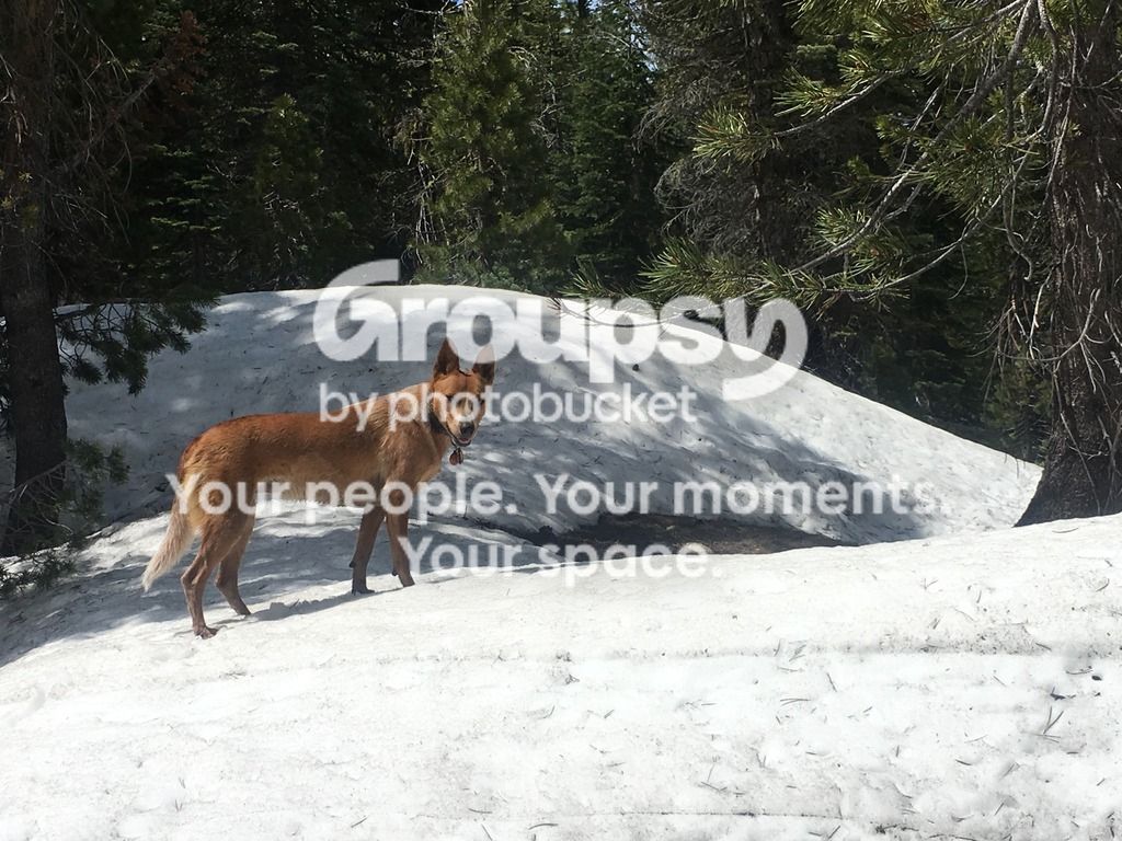 image_zpso0caoooq.jpeg~original