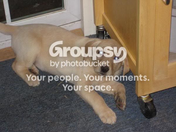 NewPuppy.jpg~original