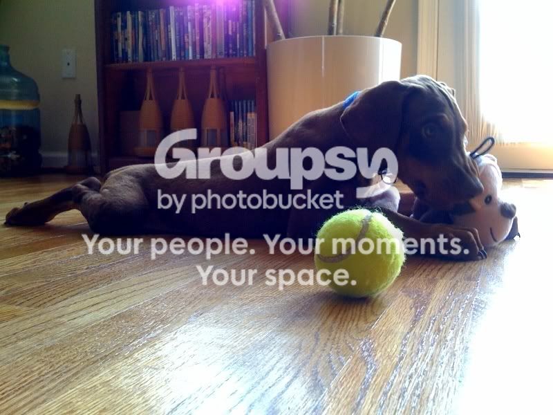 puppy2.jpg~original