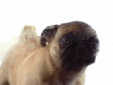 lg-pug.gif~original
