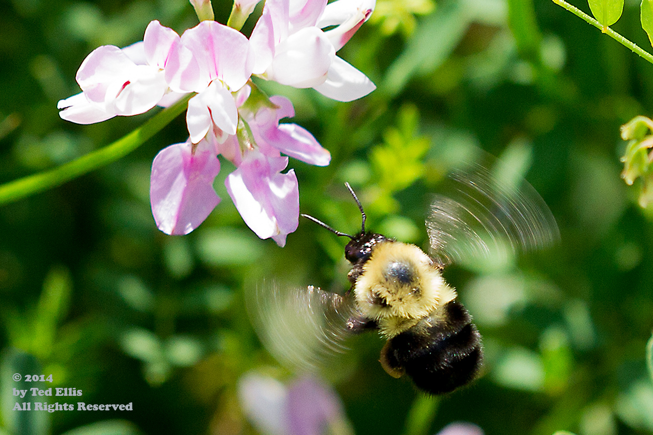 WNYP_Bees_5_Port-Allegeny_PA_7-15-2014.jpg