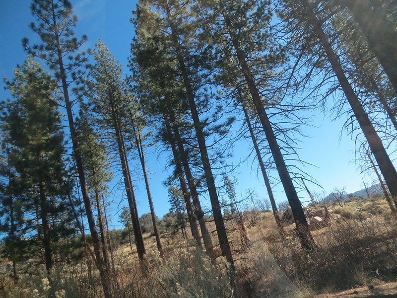 22647425287_f93c58554e_c.jpg