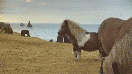 photo-43.gif~original