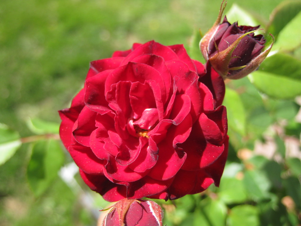 3572560244_2cc68d3324_b.jpg